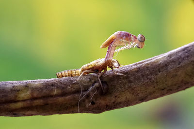 Close-up of mushroom