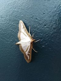 High angle view of insect on water