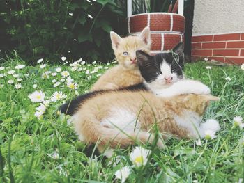 Cat relaxing on grass