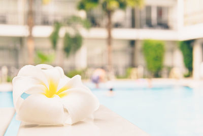 Close-up of white flower in swimming pool