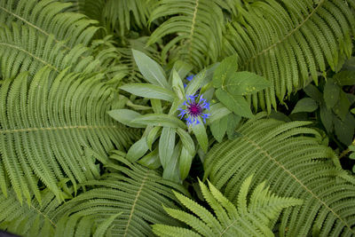 Full frame shot of flowering plant