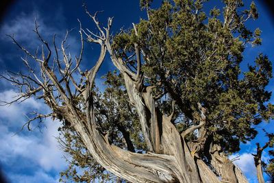 Low angle view of tree against sky