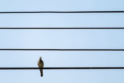 Low angle view of bird perching on cable against sky