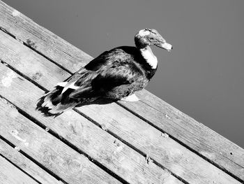 High angle view of bird perching on wood