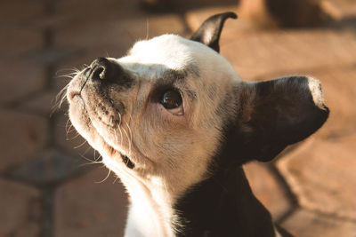 Close-up of a dog looking away