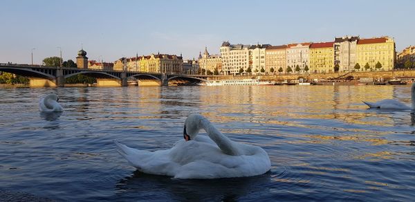 View of swans on bridge over river