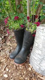 High angle view of potted plant on field