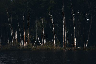 Scenic view of forest