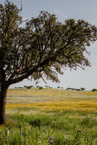 Trees on field against sky