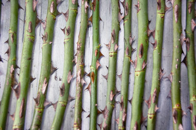 Full frame shot of bamboo plants