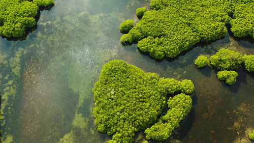 High angle view of green plants