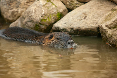 High angle view of rodent swimming in lake