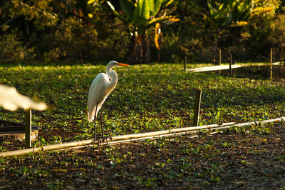 White bird perching on a field