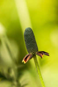 Close-up of butterfly on plant