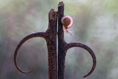 Close-up of old rusty wheel