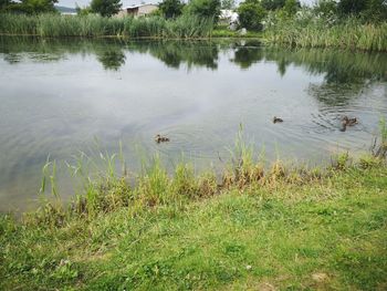 Scenic view of lake