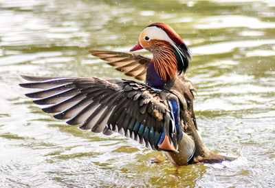 Bird flying over lake