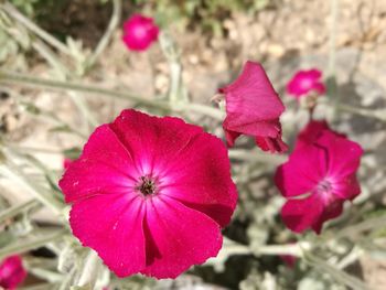 Close-up of fresh pink flowers blooming outdoors