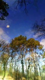 Low angle view of trees against sky