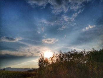 Plants on field against sky during sunset