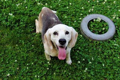 Portrait of dog on grass