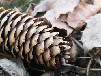 Close-up of dry mushrooms