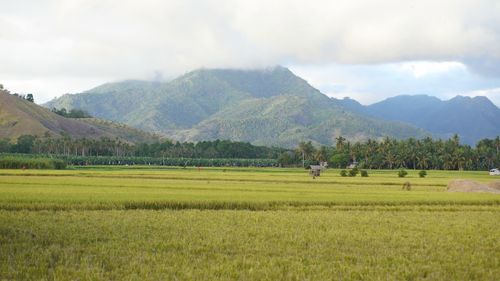 Scenic view of agricultural field against sky