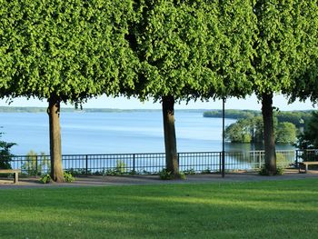 Trees and grass on field against river