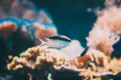 Close-up of fish swimming in sea