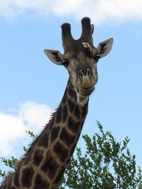 Low angle view of giraffe against sky