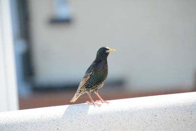 Close-up of bird perching on retaining wall