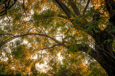 Low angle view of trees against sky