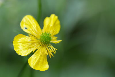 Close-up of yellow flowering plant