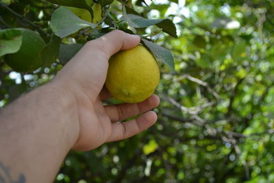 Cropped image of hand holding fruit