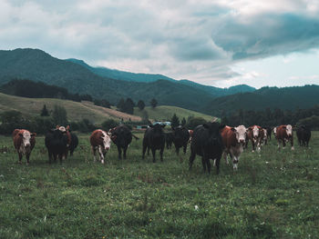 Horses in a field