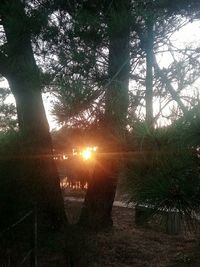 Sunlight streaming through trees in forest