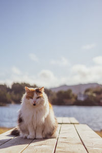 Portrait of cat looking away