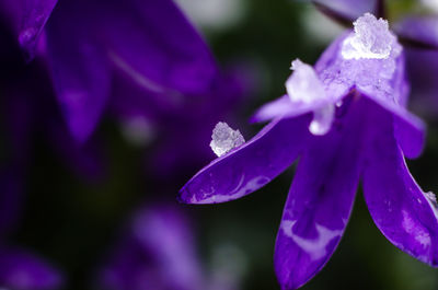 Close-up of purple flower