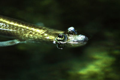 Close-up of turtle in water