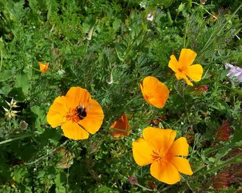 High angle view of yellow flowers blooming on field