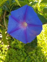 Close-up of blue flower blooming outdoors