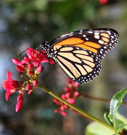 Close-up of butterfly perching on flower