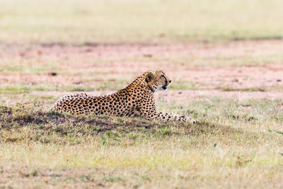 Portrait of giraffe relaxing on grass