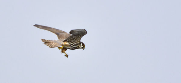 Low angle view of bird in flight