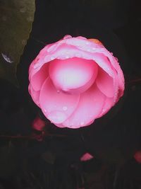 Close-up of pink rose