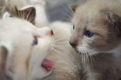 Close-up of kitten