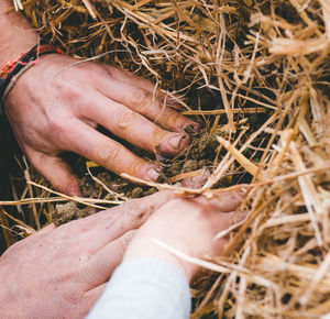 Close-up of person hand holding hay