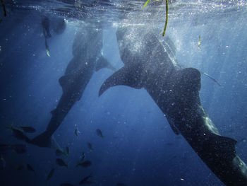 View of fishes swimming in sea