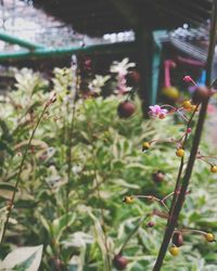 Close-up of flowers against blurred background