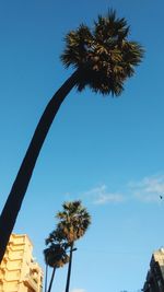 Low angle view of palm trees against blue sky